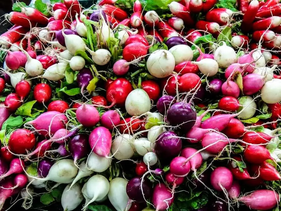 Mixed red, pink and white radishes